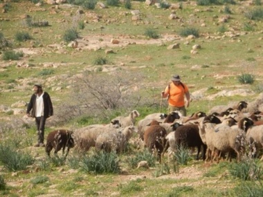 أريحا: مستوطنون صهاينة يقتحمون راس العين ويرعون أغنامهم وسط مساكن الفلسطينيين  