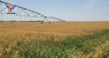 Unterstaatssekretär des Landwirtschaftsministeriums inspiziert eine Reihe von Weizenfarmen im Gouvernement Al-Dschouf