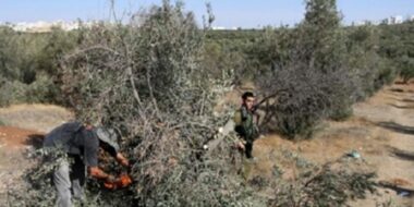 قوات العدو الصهيوني تقتلع أشجار الزيتون شمال شرق القدس المحتلة
