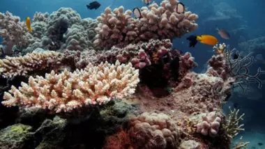 اليونسكو توصي بإدراج الحاجز المرجاني العظيم على قائمة المواقع 