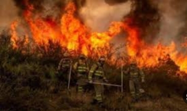 14 people killed in forest fires in Kazakhstan