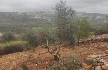 Zionist enemy prevents Palestinian farmers from picking olives in Salfit 