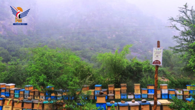 غداً الخميس.. افتتاح المحمية النحلية الأولى لإنتاج العسل الدوائي في محمية برع