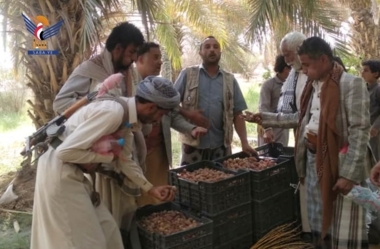 Discussion sur le mécanisme de commercialisation des dattes locales dans le district de Khub Washaaf à Jawf