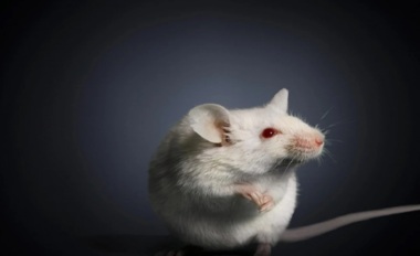 Scientists achieve success in creating stem cells in mice that can grow
