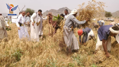 Die Einweihung der Ernte der ersten Ernte des Weizenanbauexperiments im Distrikt Bajil in Hodeidah