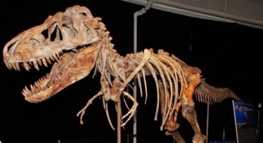 علماء روس يكتشفون عظام ديناصور من نوع صوروبودا في منطقة كوزباس