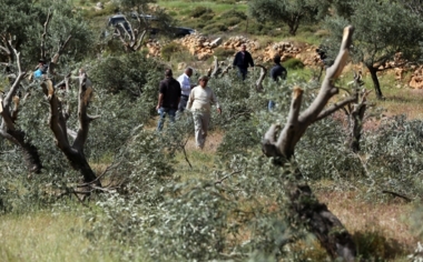 El enemigo sionista y los colonos destruyen cultivos agrícolas al sur de Hebrón y arrancan árboles frutales en Husan.
