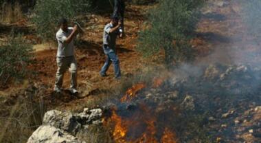 Zionist settlers burn olive trees south of Nablus