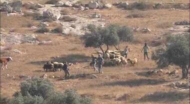 Zionist settlers attack foreign activists south of Al-Khalil