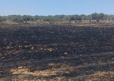 مستوطنون صهاينة يحرقون 40 دونما مزروعة بالقمح في بلدة سبسطية قرب نابلس