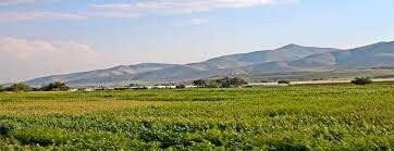 Manadas de colonos cercan las tierras palestinas en el norte del valle del Jordán