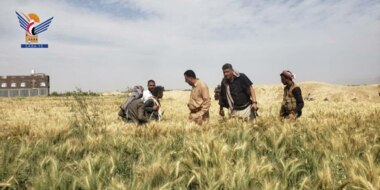 Die Einweihung der Ernte der Versuchsfelder der Weizenernte in Al-Marawah in Hodeidah