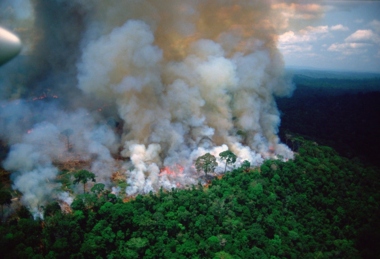 Amazon Rainforest Records 135,000 Fires Since Beginning This Year