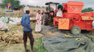 تدشين موسم حصاد الذرة الشامية في مديرية المتون بالجوف