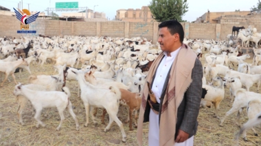 وزارة الشؤون الاجتماعية تدشّن غدًا مشروع توزيع أضاحي العيد لأكثر من 16 ألف أسرة
