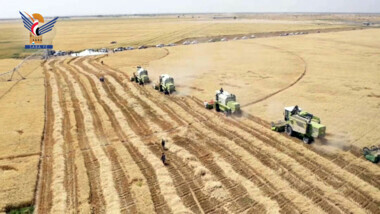 La Société générale pour le développement et la production des céréales lance la saison des récoltes de blé d'hiver à Jawf
