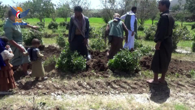 Tausend Qat-Bäume wurden entwurzelt und durch den Anbau von Knoblauch und Getreide in Al-Mahaqarah in Sanhan ersetzt