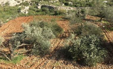 Zionistischer Feind schmiedet Kolonialstraßen und entwurzelt Bäume westlich von Salfit