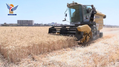 Inauguration de la saison de récolte du blé dans la ferme familiale de la Société économique yéménite à Dhamar
