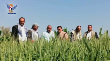 Taiz... Überprüfung des Mechanismus des Weizen- und Maisanbaus im Distrikt Khadir