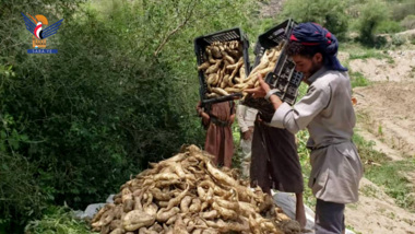 Inauguration de la saison de récolte des patates douces dans le district de Jabal Al-Sharq à Dhamar