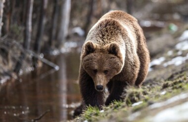 Weißrussland erlaubt erstmals seit 1990 die Bärenjagd.