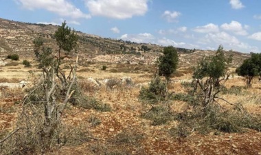 مستوطنون صهاينة يحطمون أشجار زيتون في كفر مالك