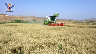 La Fondation Grain inaugure la campagne de récolte du blé pour la saison d'hiver de la ferme martyre Al-Samad à Al-Jawf