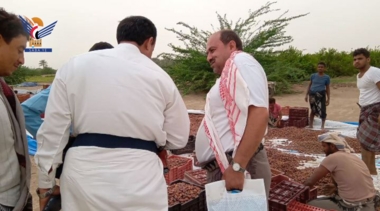 Inspection work progress in supplying dried dates stages to packaging factories in Hodeida