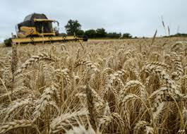 Algeria, Italy ink 420 Million Euro deal to boost wheat production, food security