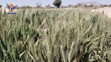 Bureau de l'AGD à Saada : Culture de 584 kilomètres carrés de terres de dotation en blé à Saada