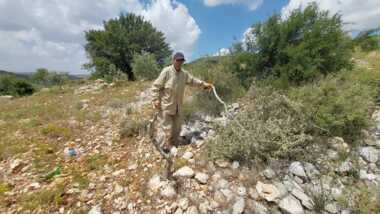 Colonos judíos arrancan y rompen 258 árboles de olivo al oeste de Salfit en Cisjordania ocupada.