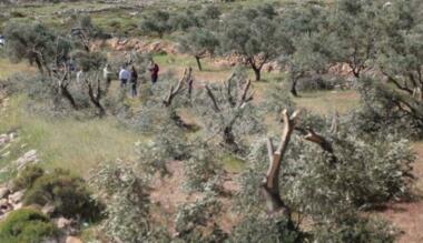 Settlers uproot dozens of perennial olive trees in Kafr al-Dik town