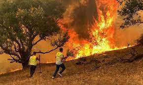 ارتفاع حصيلة ضحايا حرائق الغابات العنيفة في الجزائر إلى 38 قتيلاً