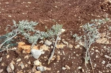 مستوطنون يقتلعون مئات أشتال الزيتون من أراضي في جنوب بيت لحم بالضفة المحتلة