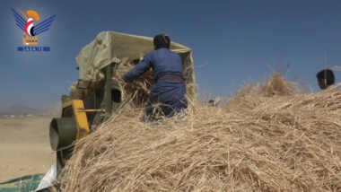 L'inauguration de la récolte de blé dans le district de Bani Al-Harith, capitale Sanaa
