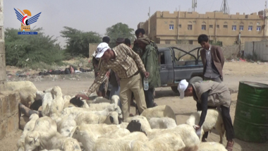 Der Start der 2. Phase der Kampagne zum Schutz der Viehbestände in Al-Dschouf