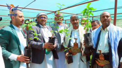 Einweihung der Verteilung von 10.000 Kaffeesetzlingen an Bauern in 10 Bezirken in Taiz