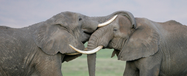دراسة تبين أن الأفيال قد تلعب دورًا حاسمًا في إنقاذ الكوكب