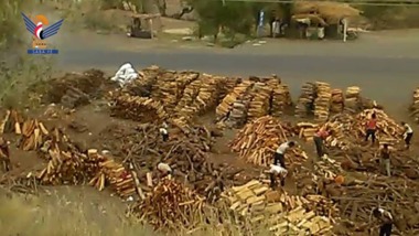 Una de las repercusiones de la agresión... la tala y su impacto en el medio ambiente en Yemen