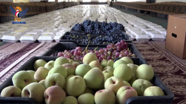  Bani Hushaish district presents convoys of grapes to armed forces