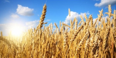 Canadian wheat exports increase by 151% in week