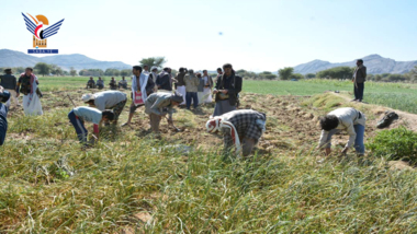 Inauguration de la récolte de l'ail dans le district de Sanhan, gouvernorat de Sanaa