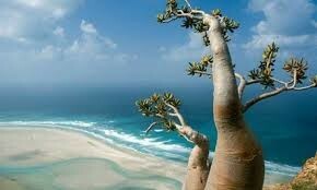 Socotra archipelago .. The importance of the site and the multiplication of international ambitions on it
