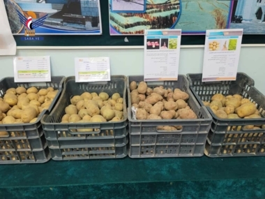 Une exposition d'introduction de nouvelles variétés de pommes de terre à Dhamar