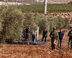 العدو الإسرائيلي يعتدي على مزارعين في حوسان غرب بيت لحم