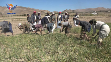 Inauguration de la saison estivale de récolte de l'ail local dans le district d'At Tyal, gouvernorat de Sanaa
