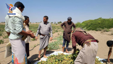 Erntung der ersten Sojabohnenanbauerfahrung in Hodeidah