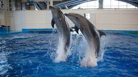خبير روسي: الدلافين القتالية قادرة على حماية خليج سيفاستوبل